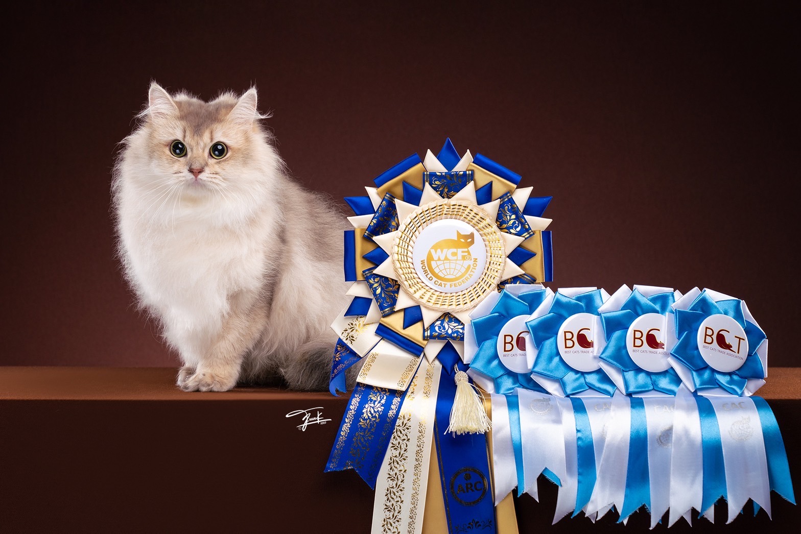 CH. Katherineland Milky way