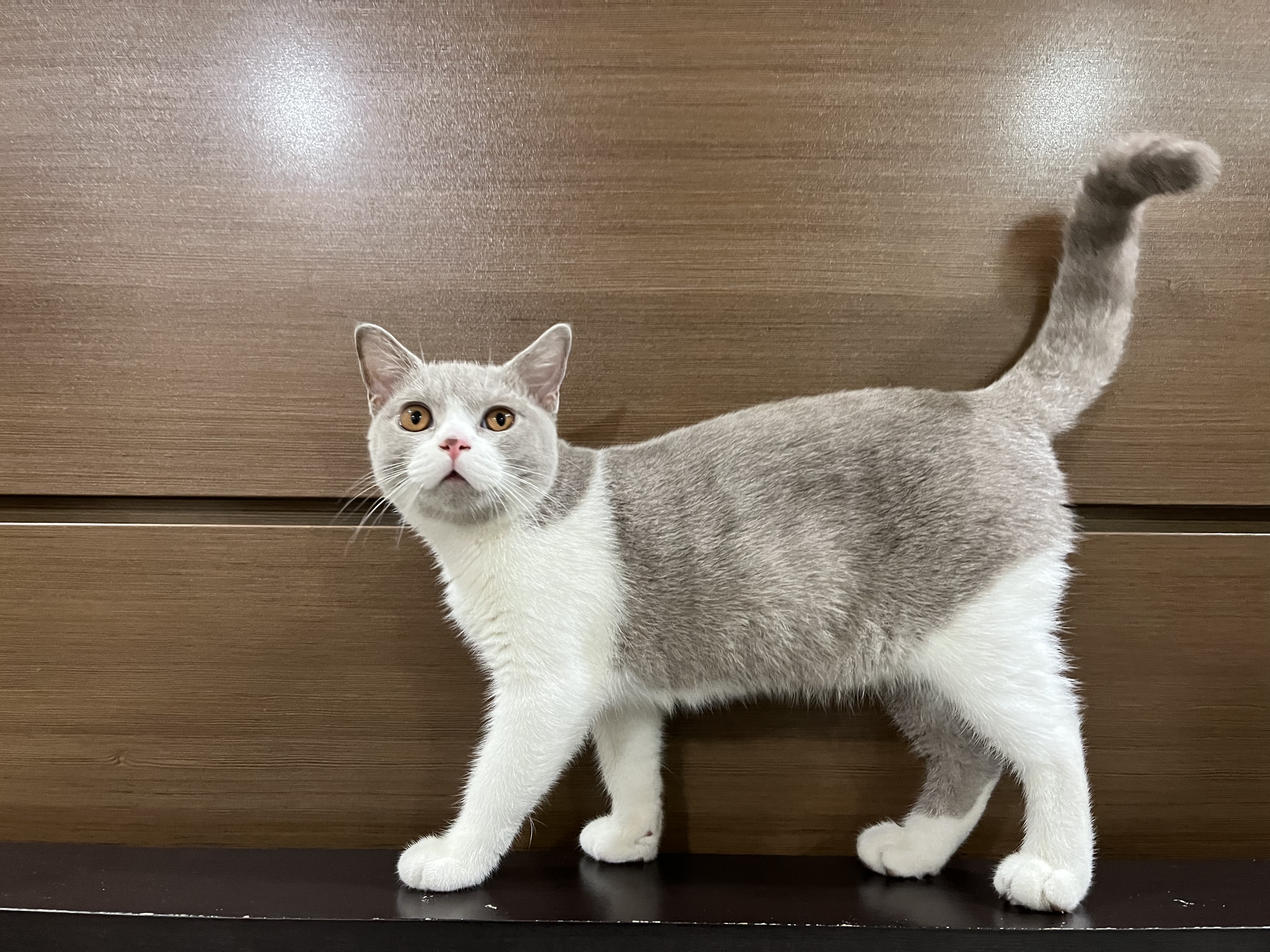 Crystal Paws*Ph Dagobert