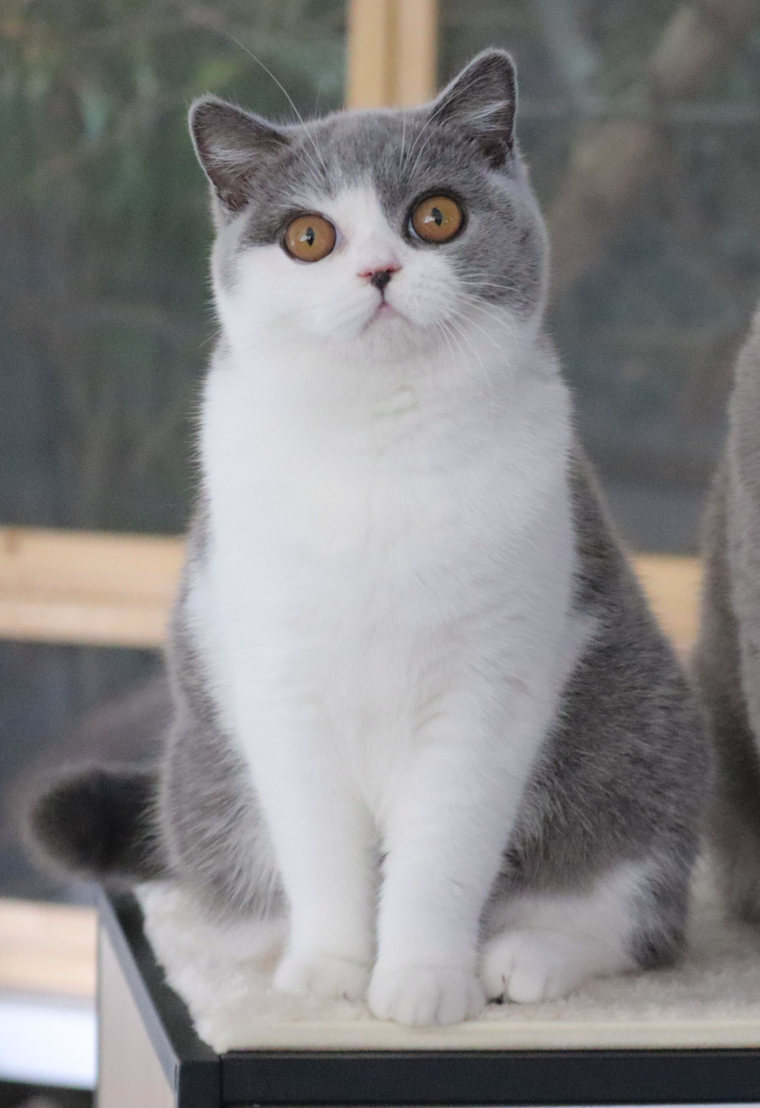 Tabatha des Amours de Lynn