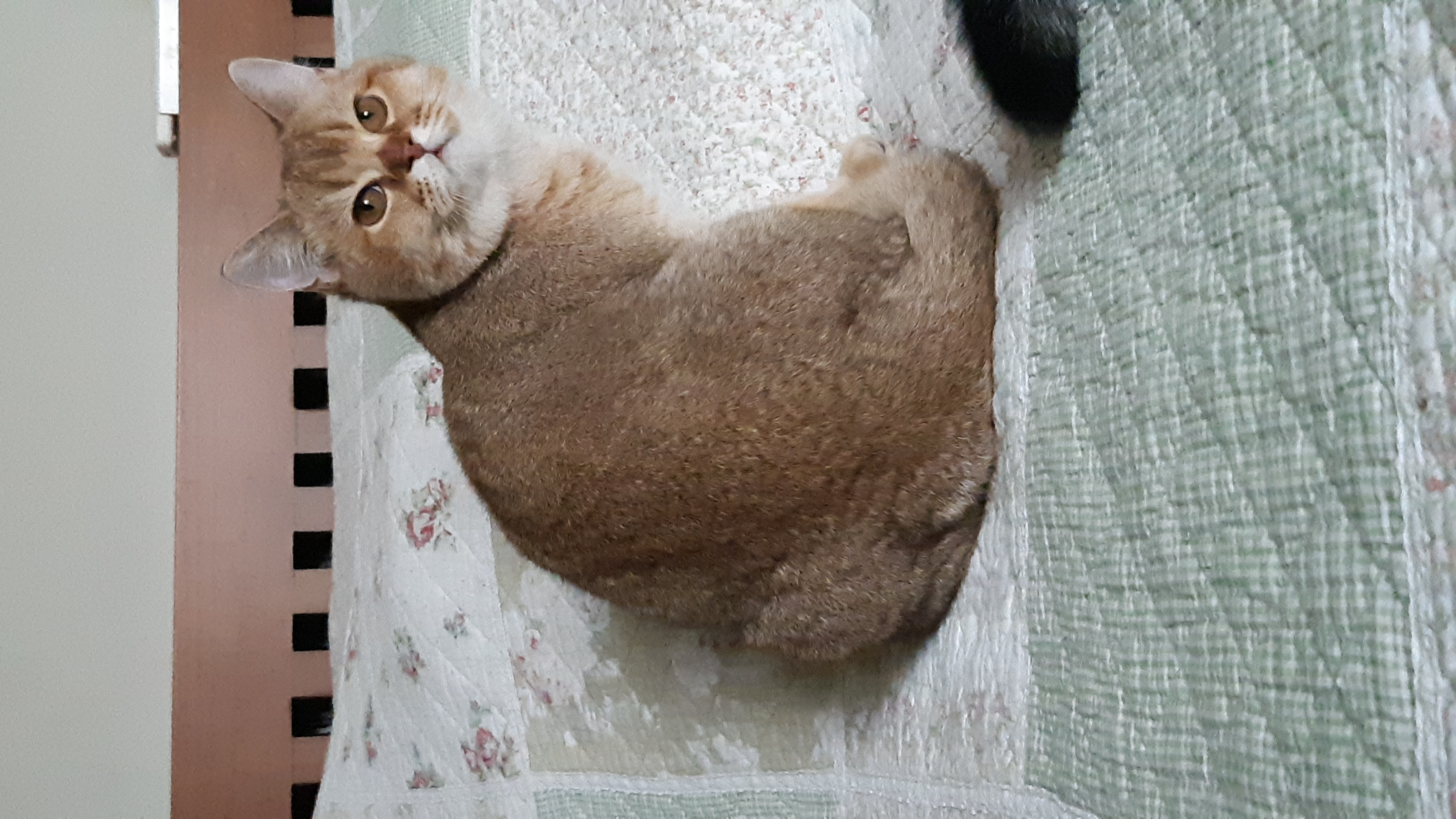 JCH. JCH. Vermontcorner Beta Angel