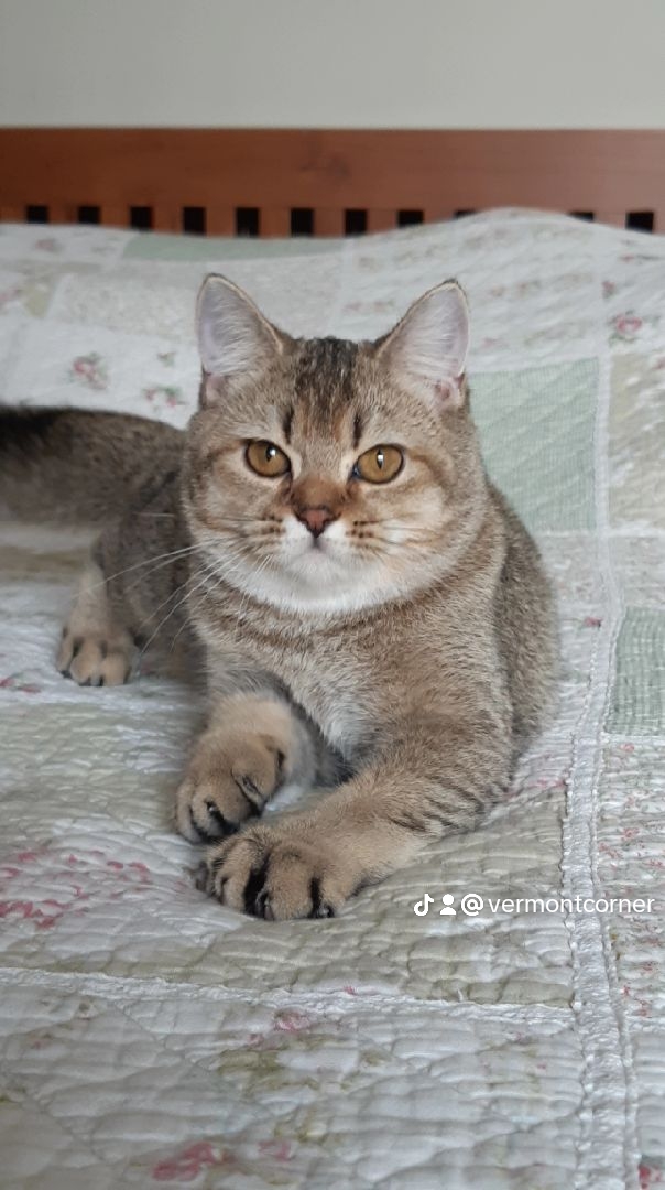 Vermontcorner Beta Beatrix