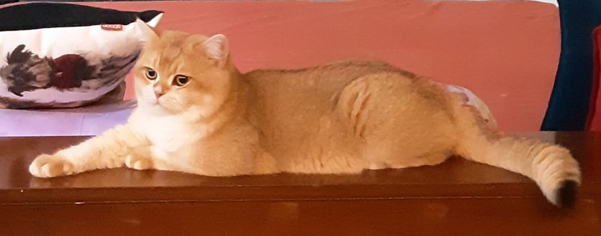 Afrodita's Jonni of Vermontcorner