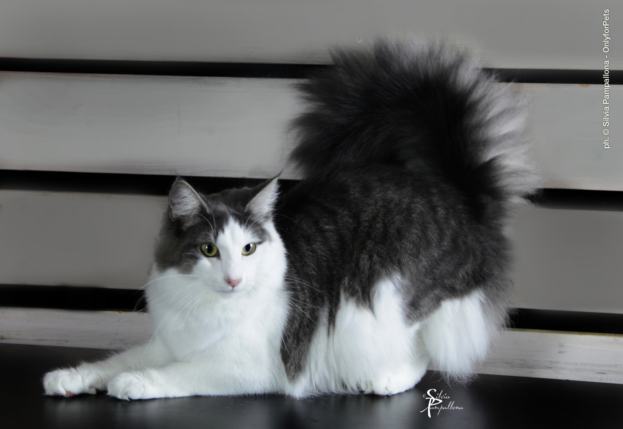 Otti's Fiona
