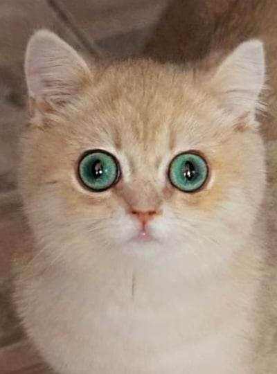 ICH. Omega of Olimpique Golden