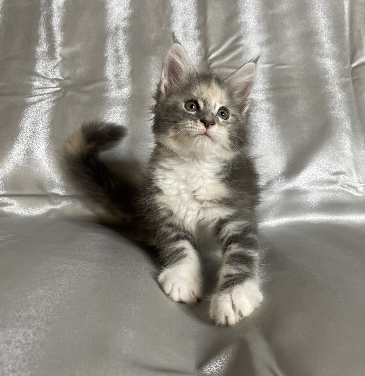 CARÚ COLTAN GAULOIS