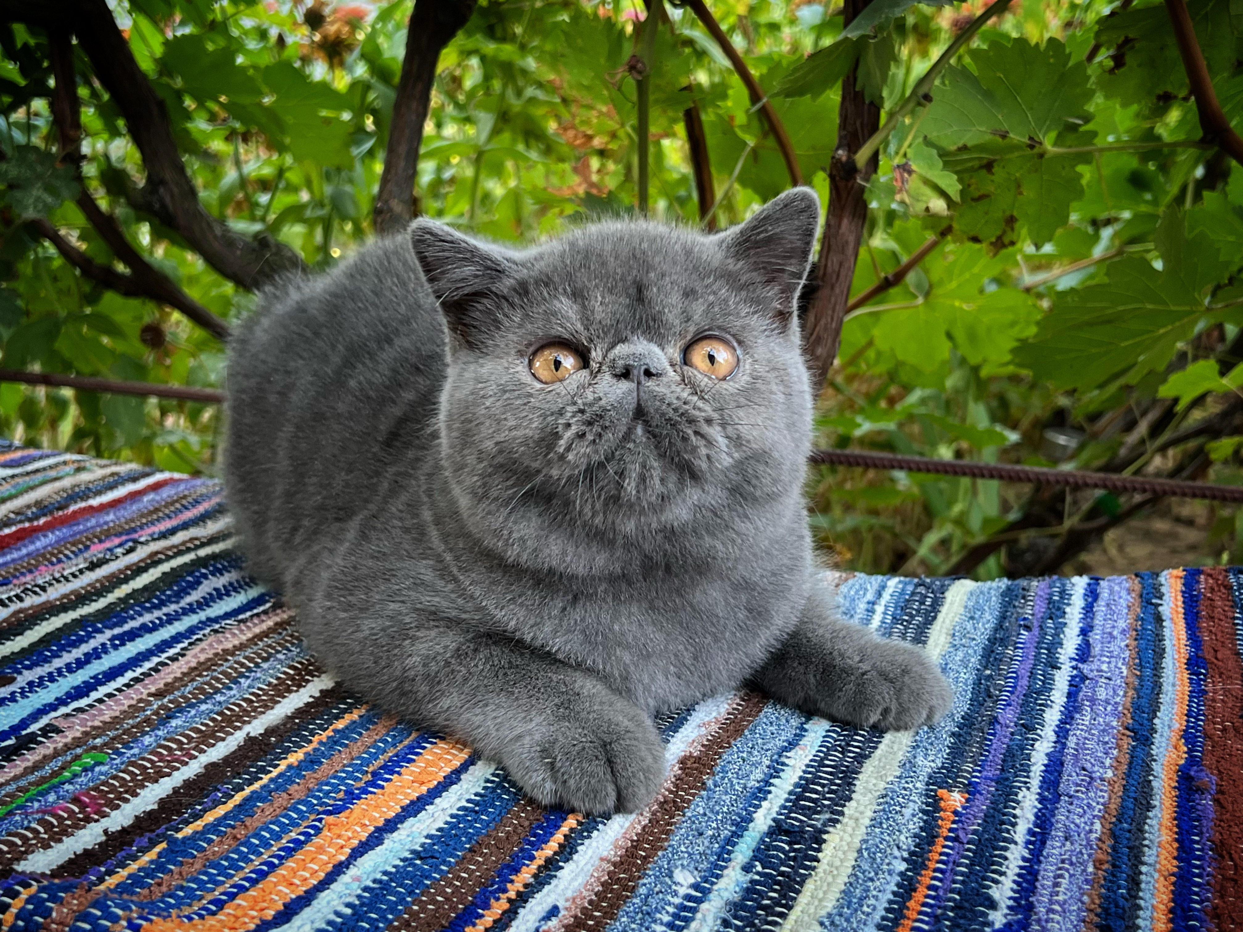 RO* FLAVIUS’ CATS HUGO BOSS