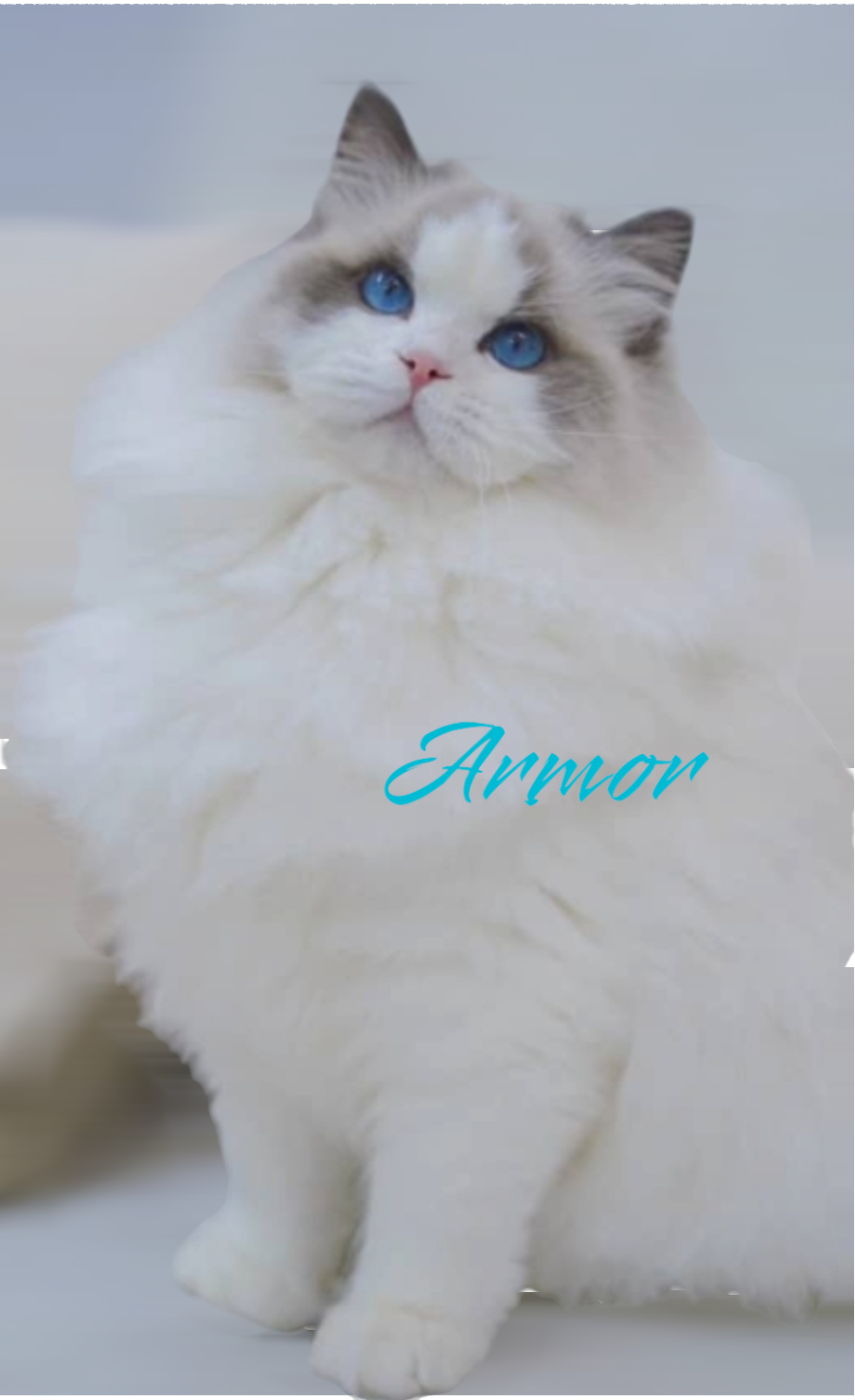 Armor
