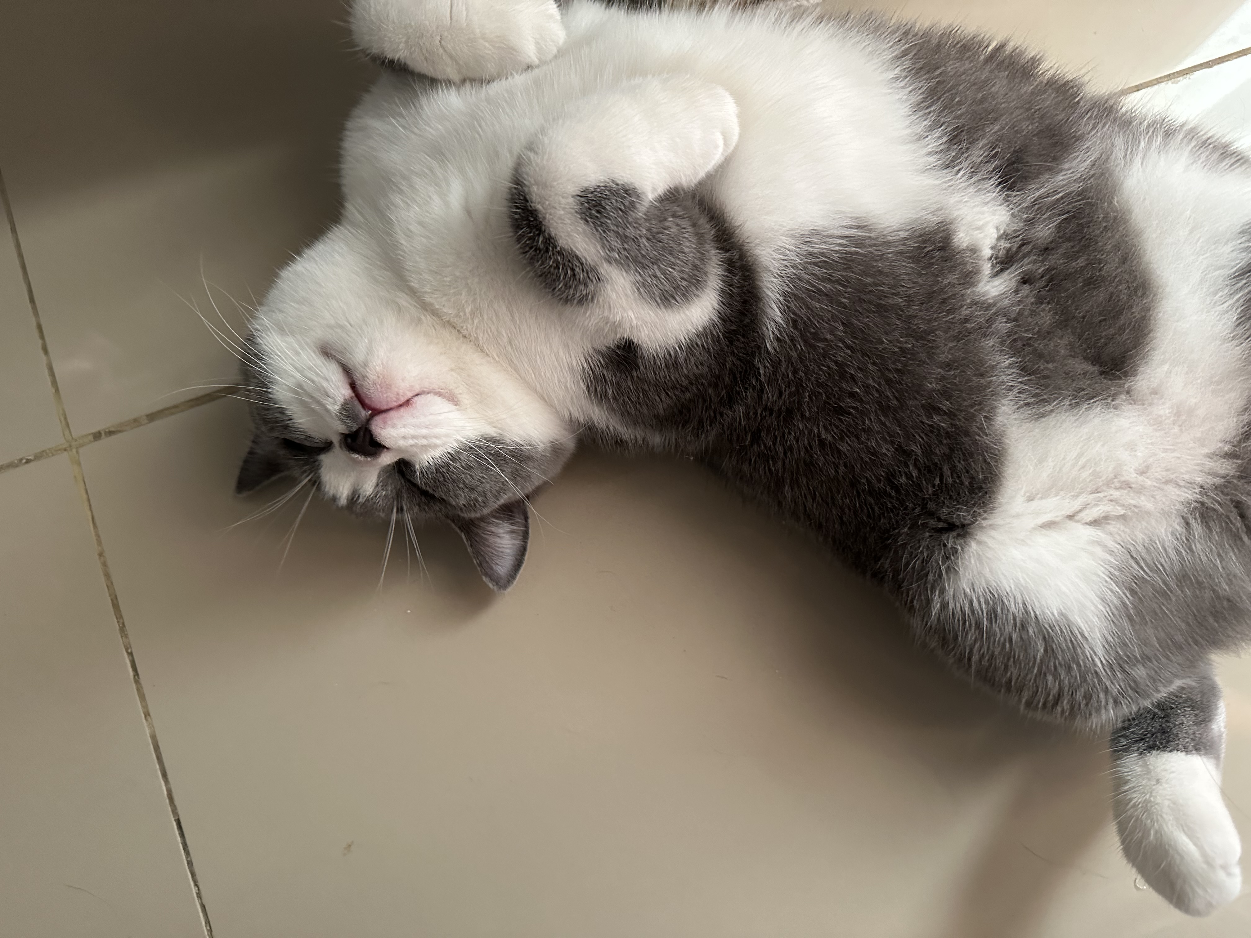 Kingsman Heritage Softail