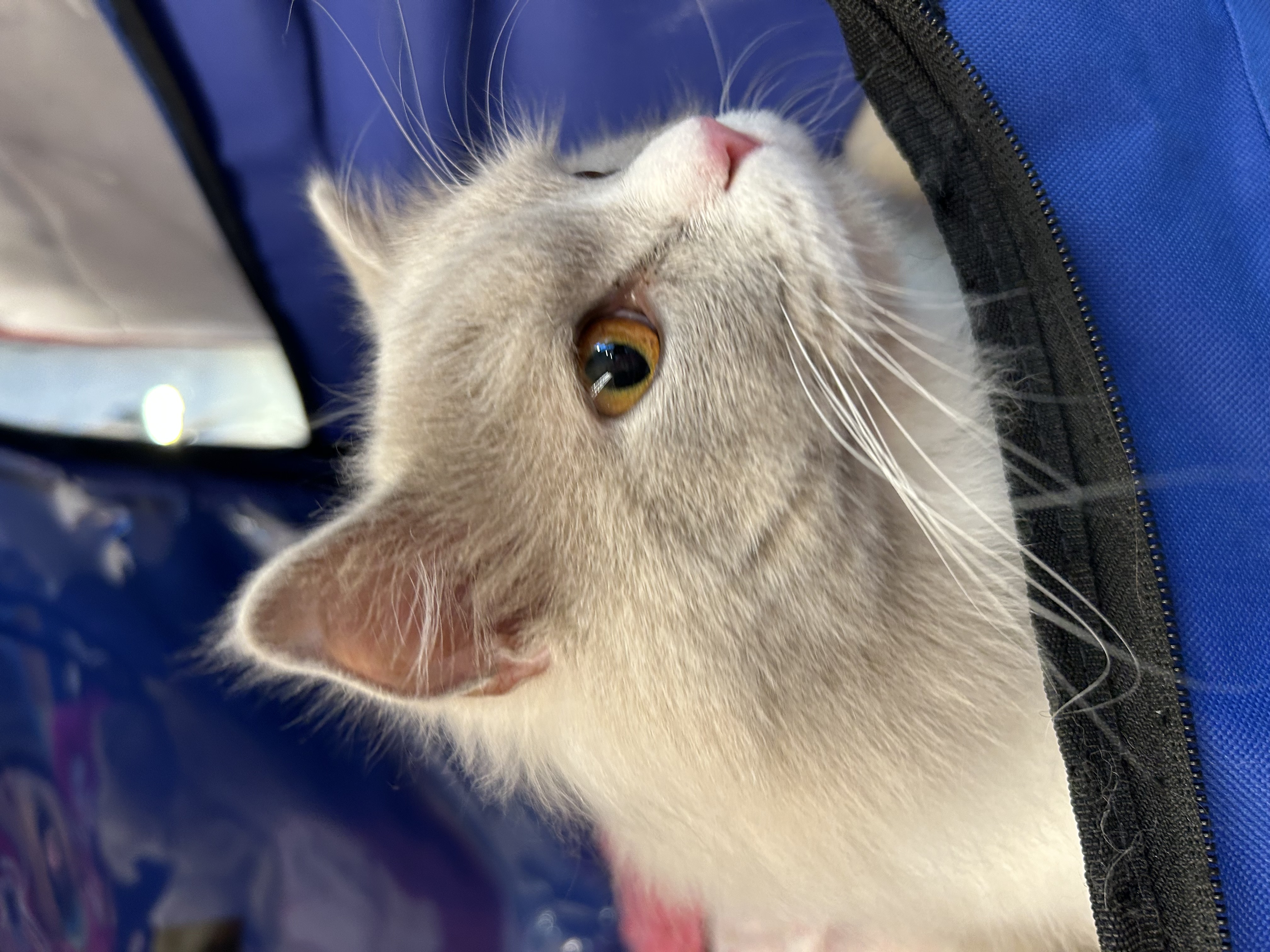 GICH. Ti amo de l’harmonie bleue