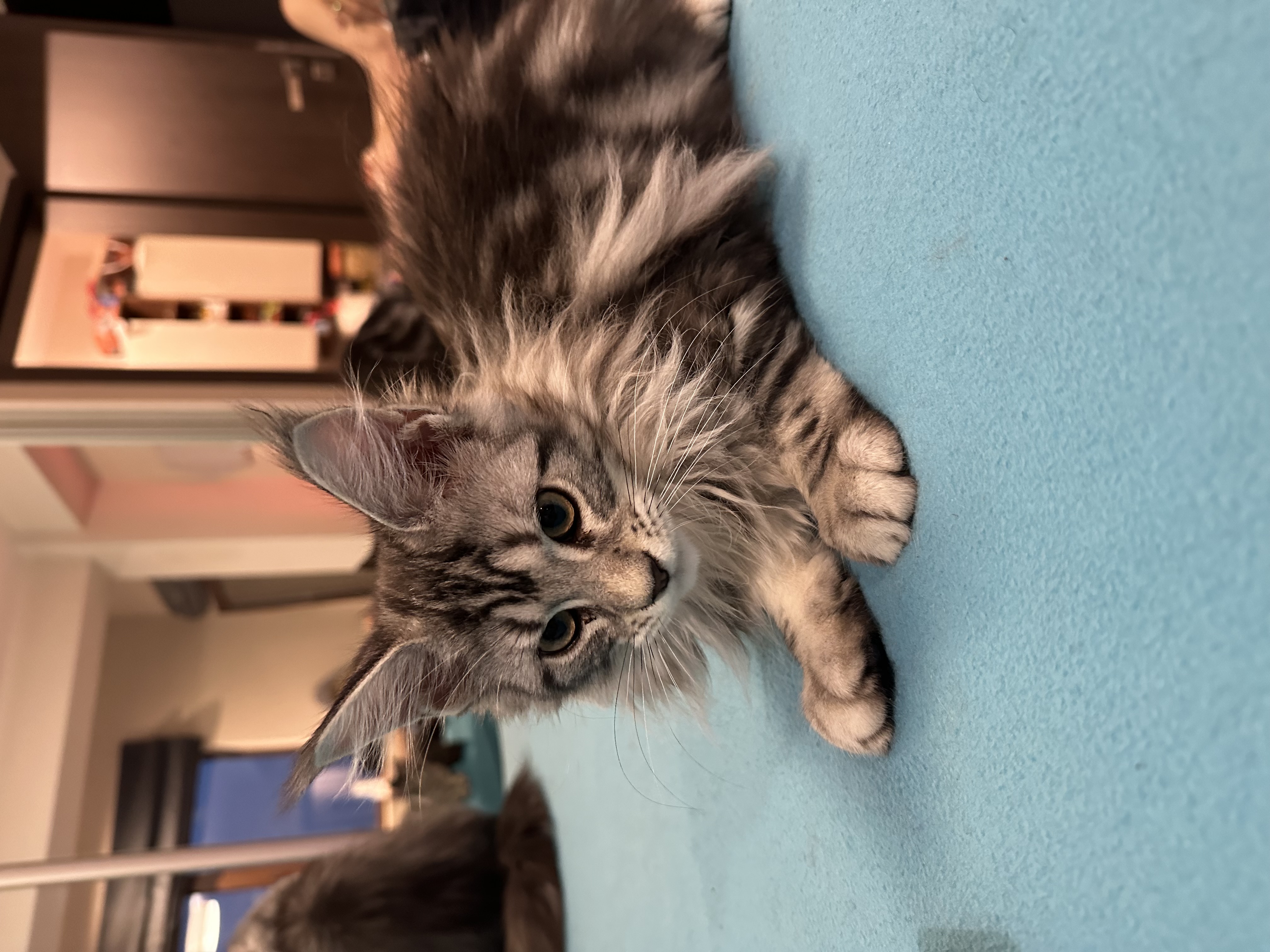 Aliya of Mariposa Negra