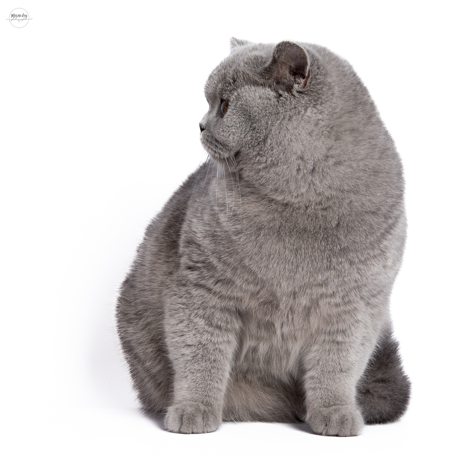 ICH. Théa des Amours de Lynn