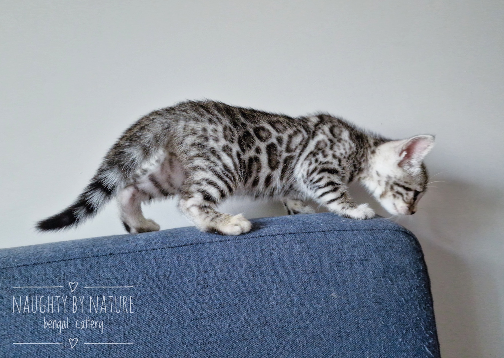 KCH. Naughty by nature Poseidon