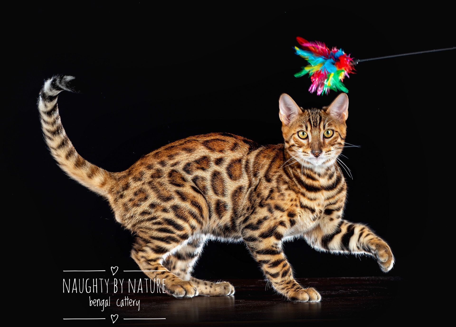 BG*Naughty by Nature Nepal