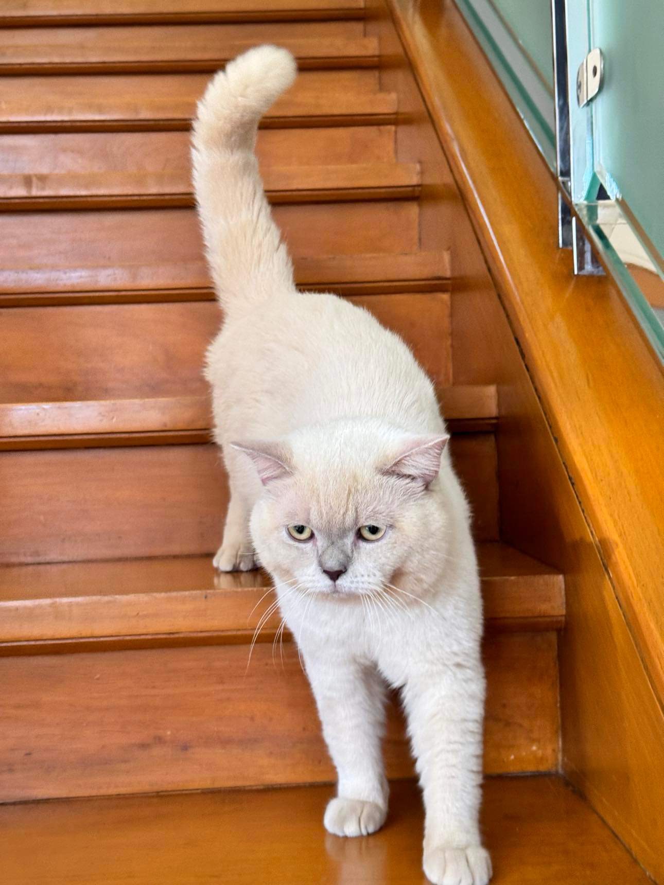 D'Mochi of Glitterglam Tails