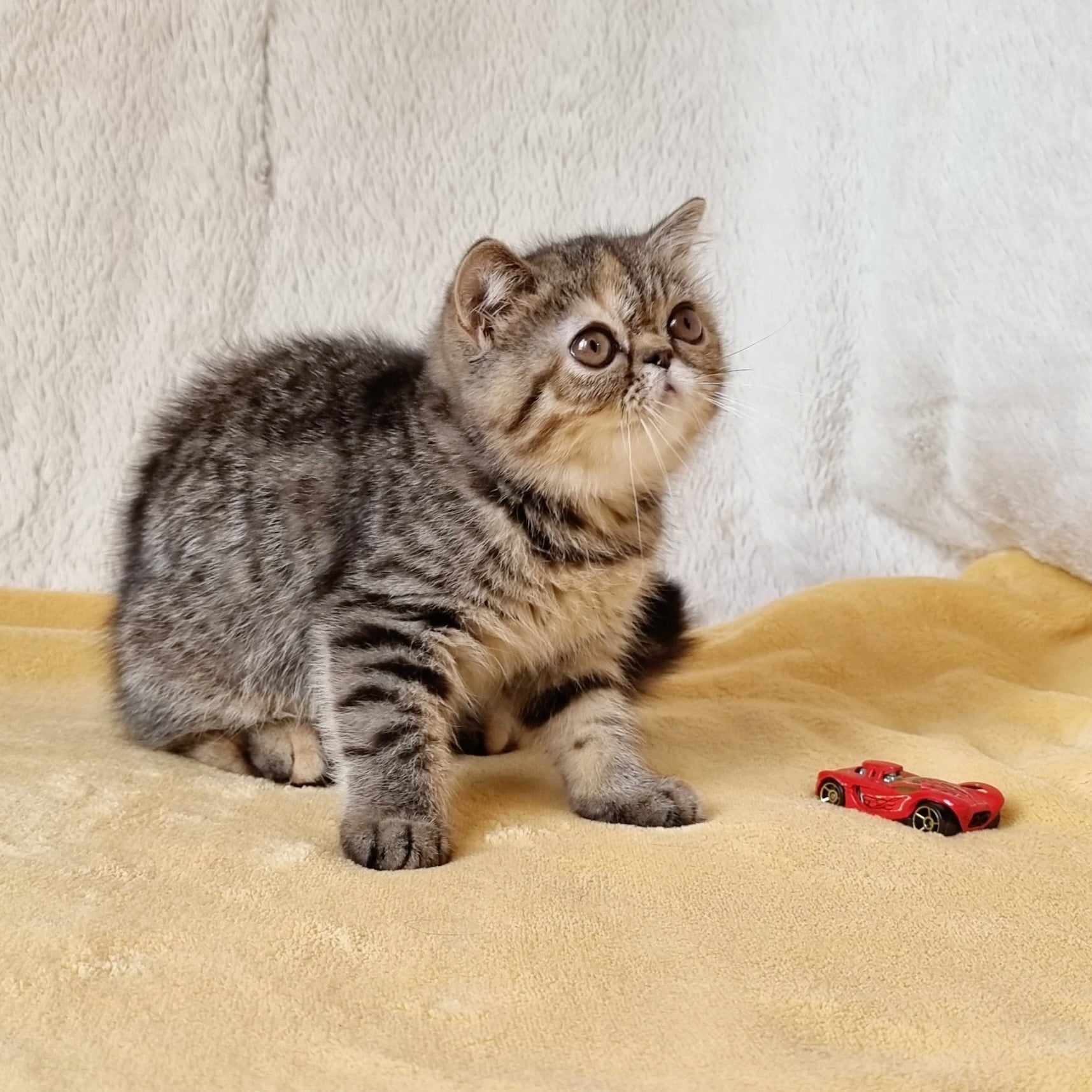 BG*CINEMA LEGEND IMANY