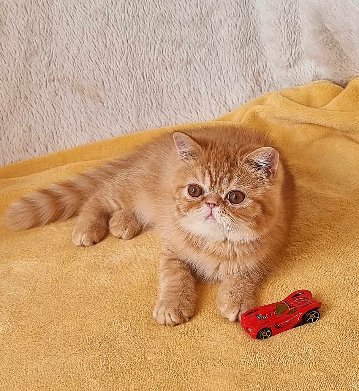 BG*CINEMA LEGEND INFINITY