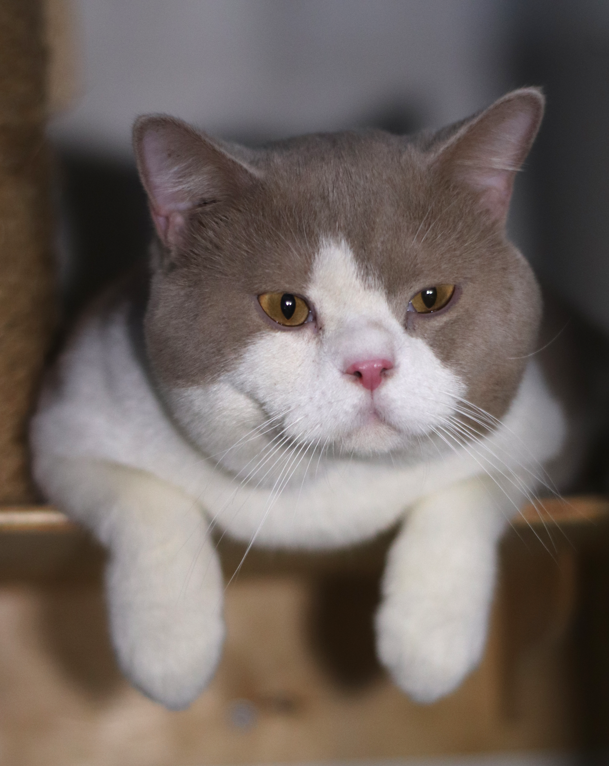 Sweet Beast  Alberto