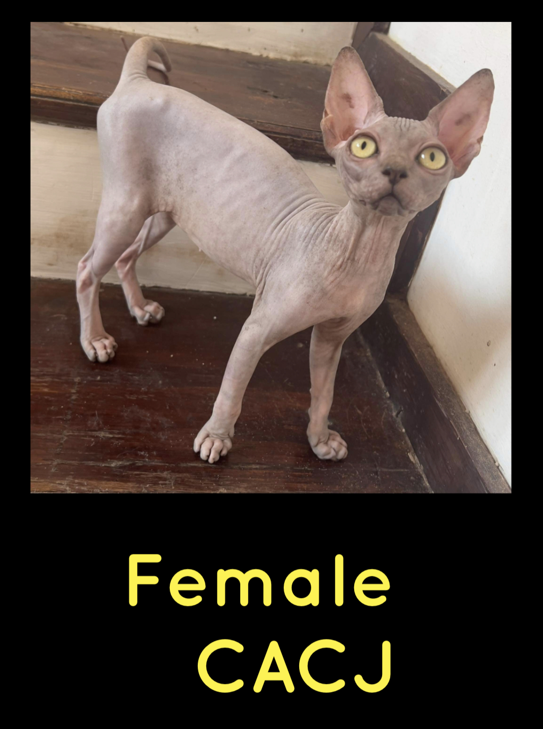 JCH. Naughty Angels Absolute Magic Night