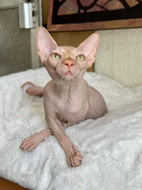 JCH. Naughty Angels Tiny Tim