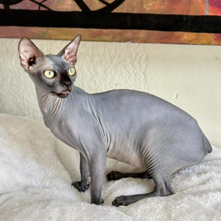 JCH. Naughty Angels The Enigma