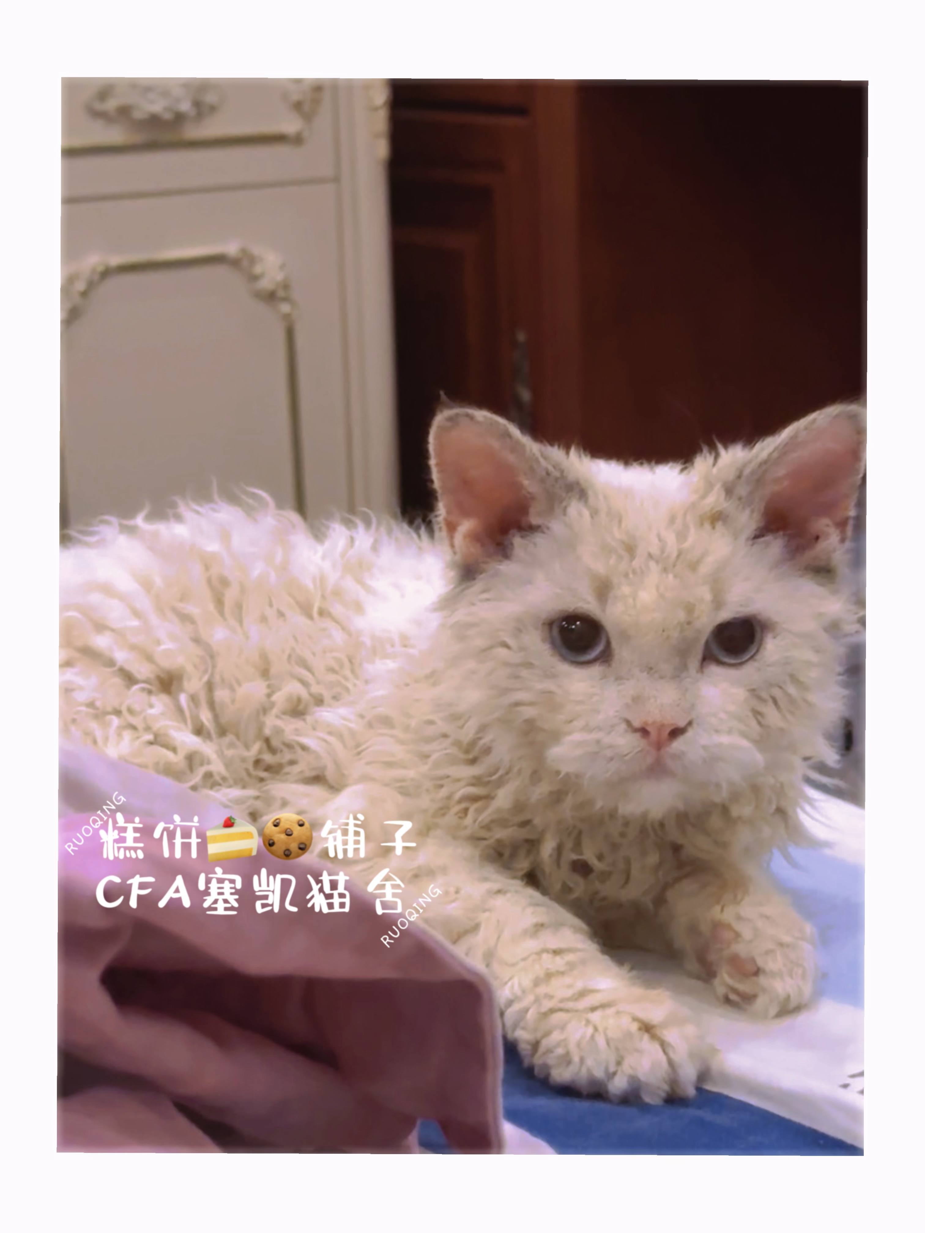 YuTou