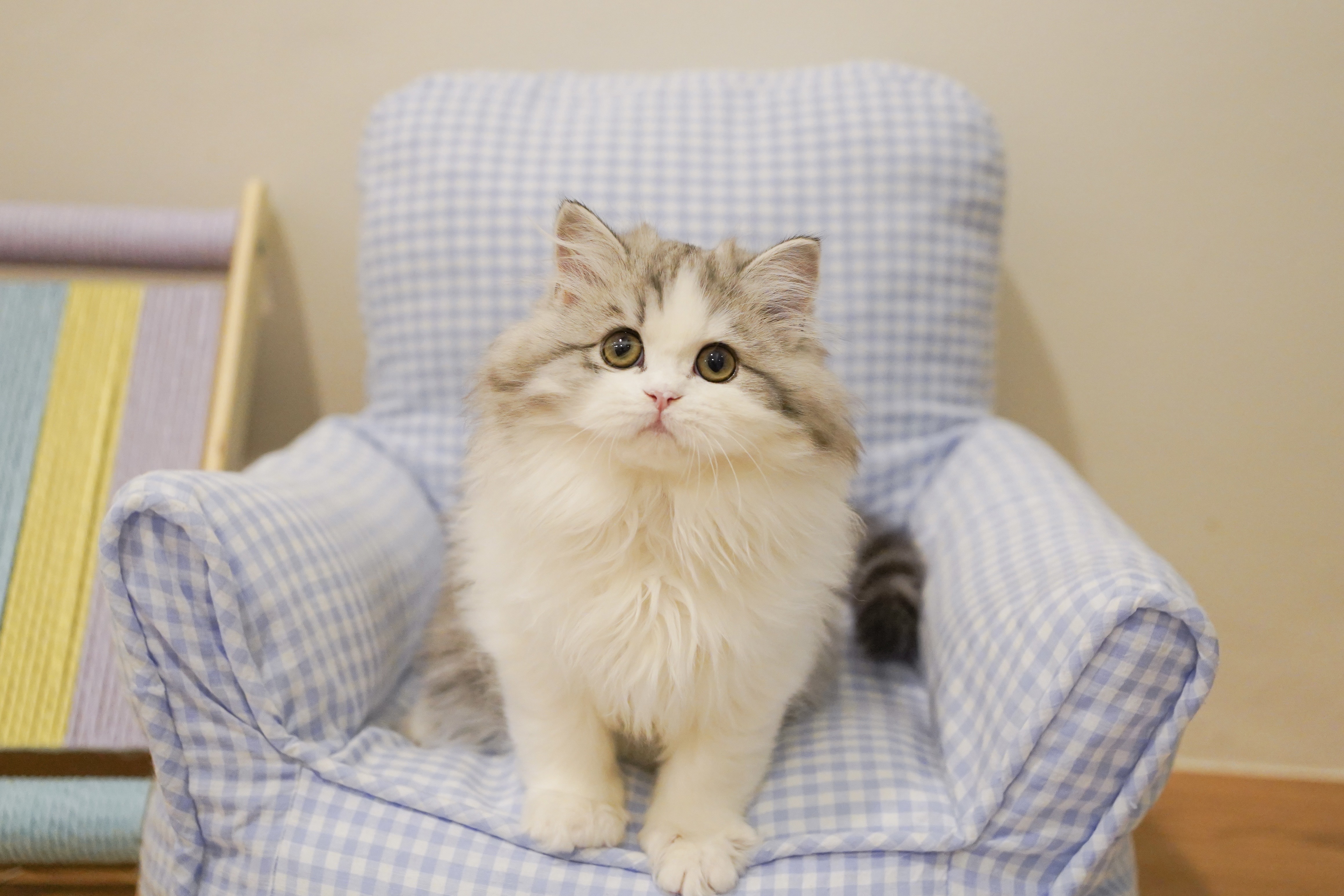 Glamour  Luna of Purraimee