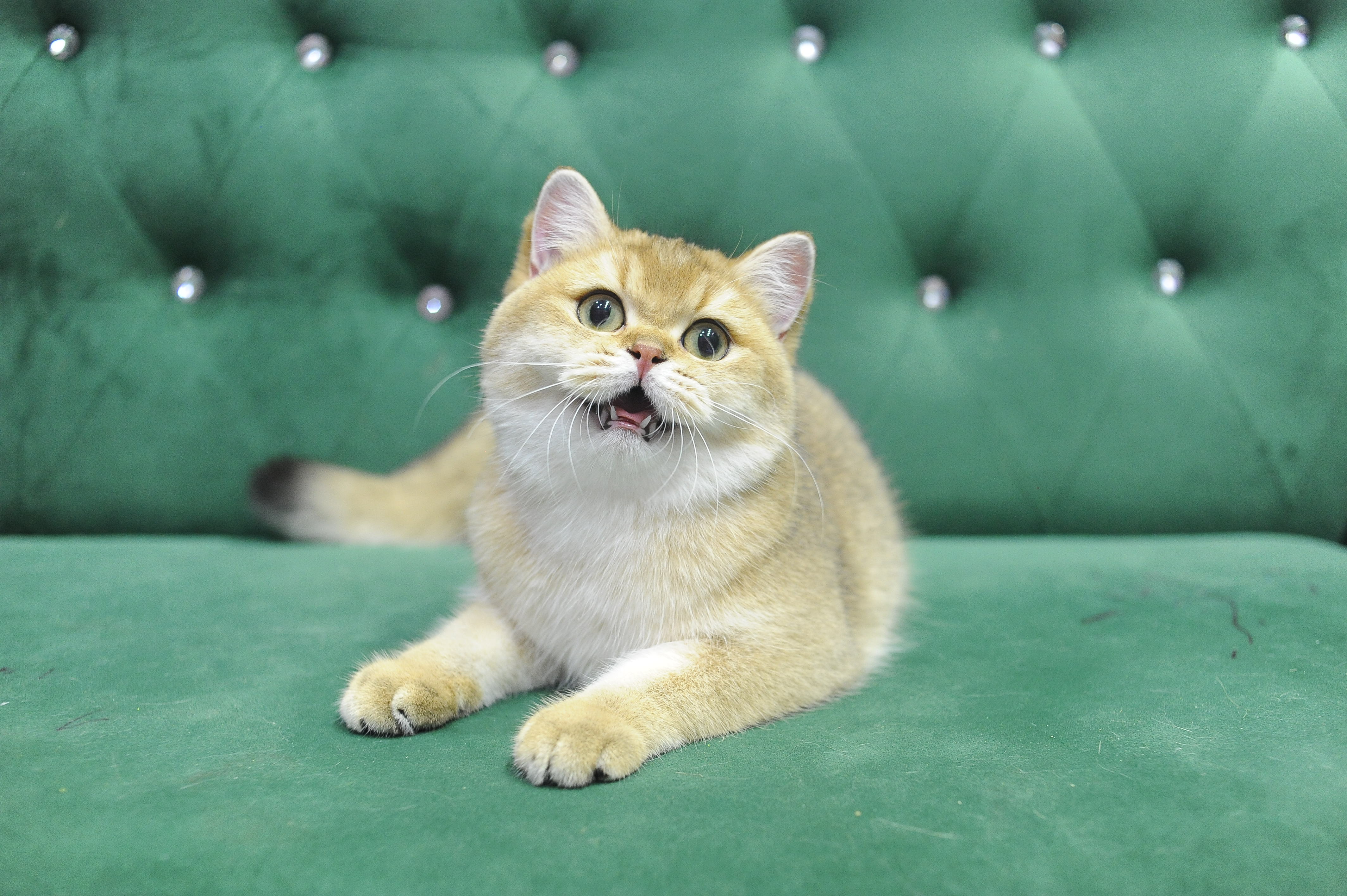 JCH. CASTALIA OF IMPERIAL SIGNATURE