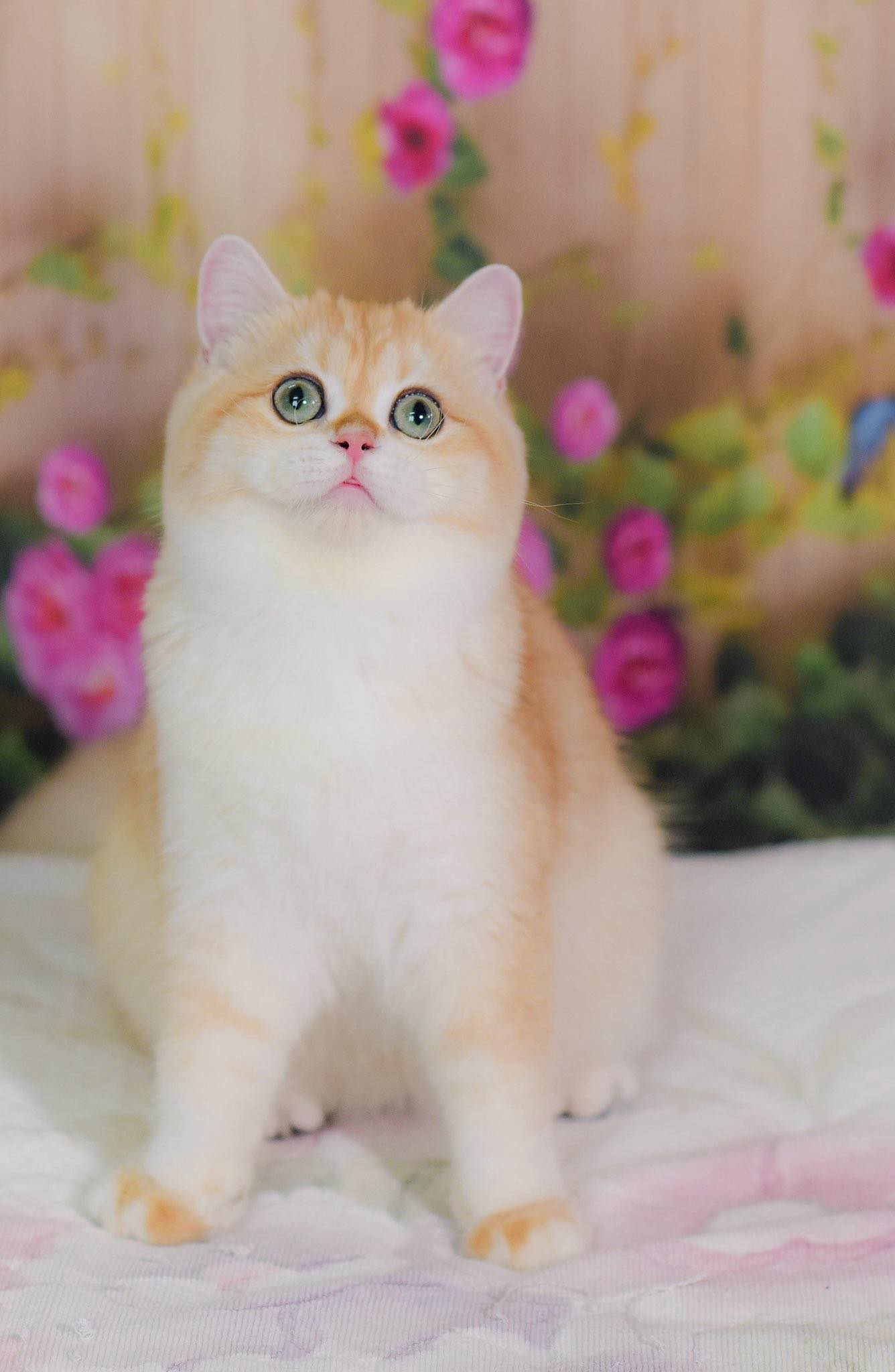 P-Tieu Long Nu of Thanh Truong