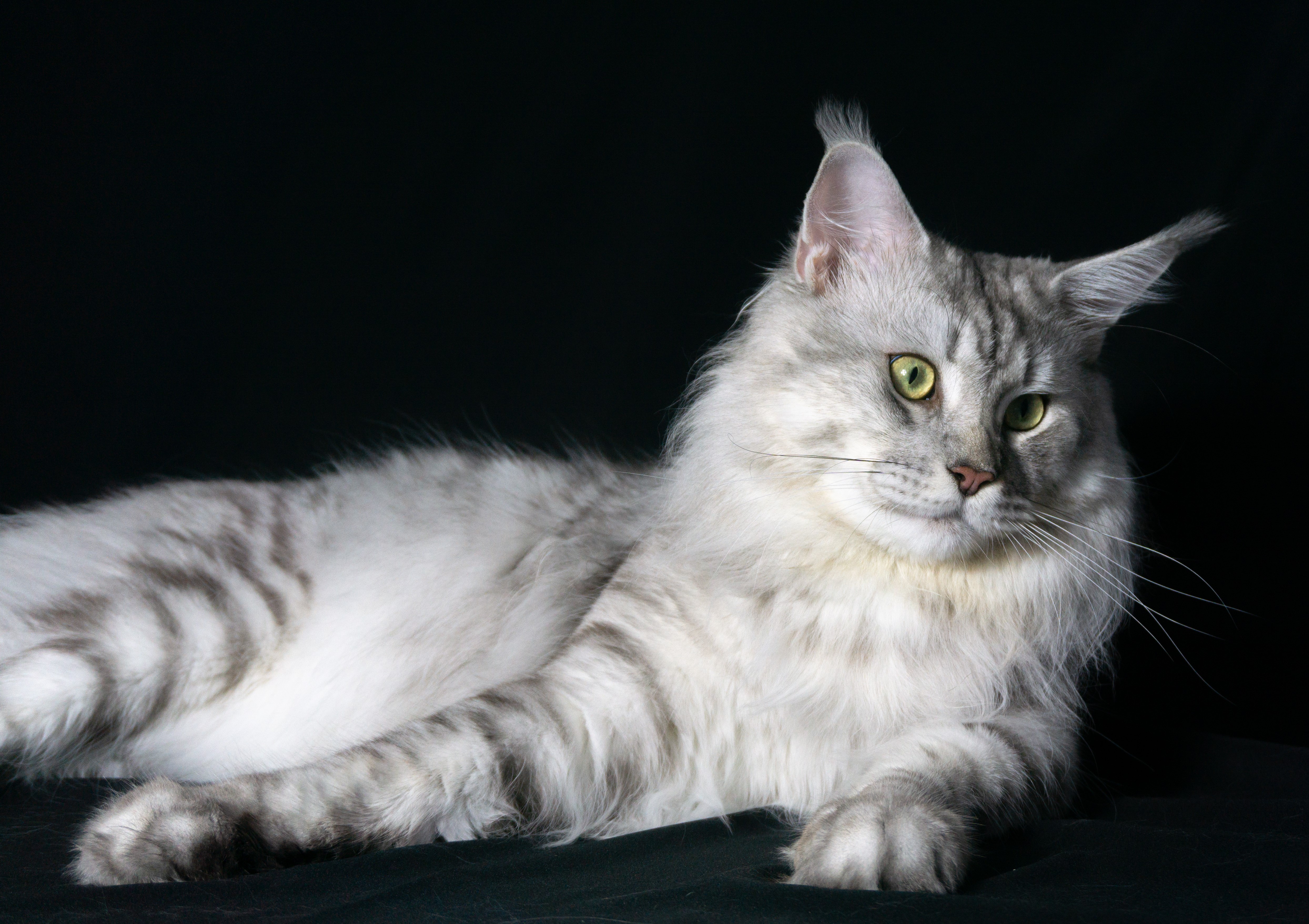 CH. Iden Victory Albus*UA