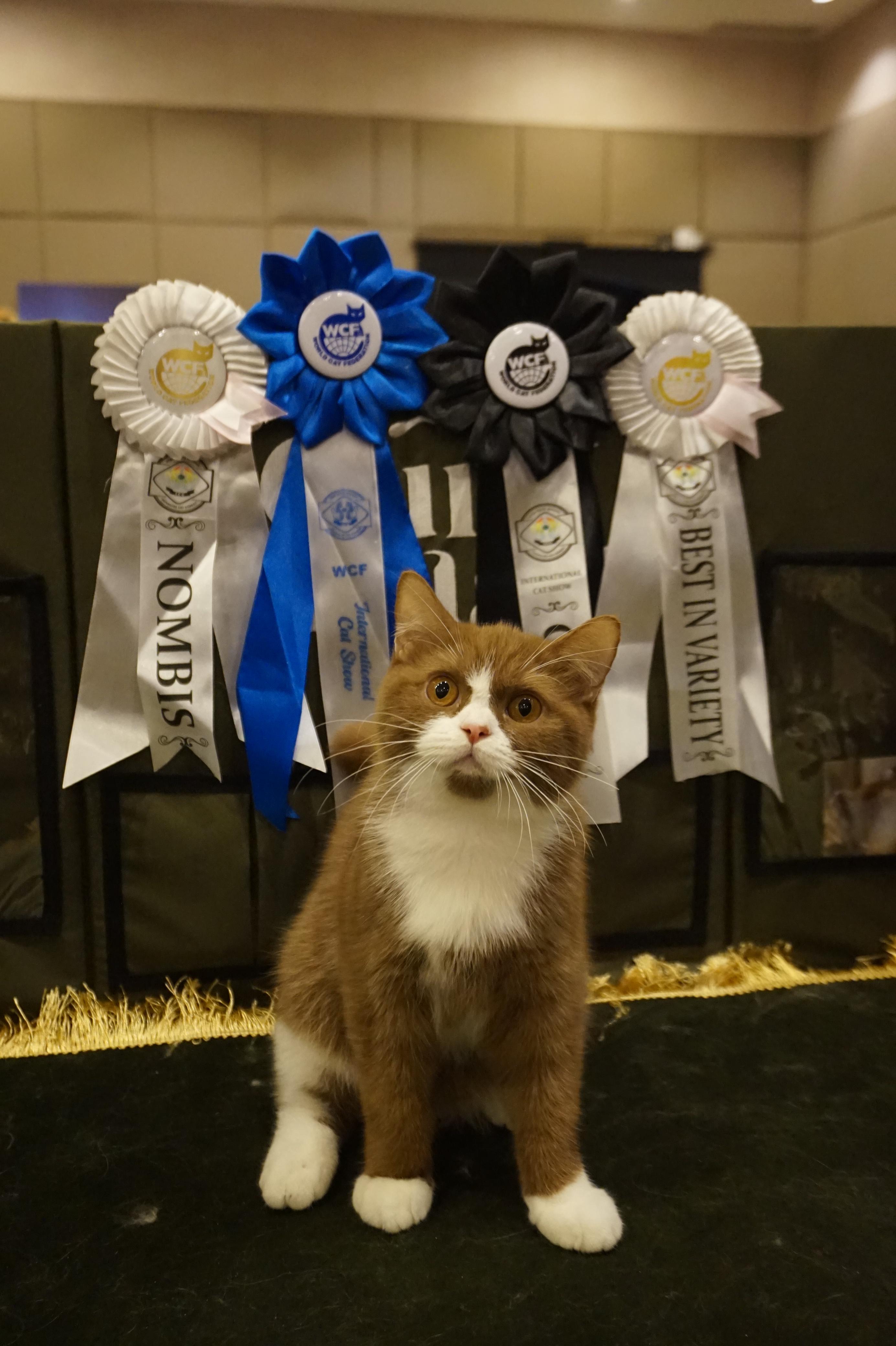 Butter Belly Squad Kenzo of Golden Namora