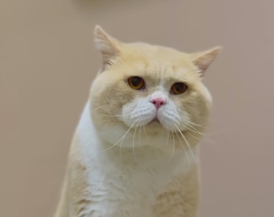 CH. Heibai Cat Marshmallow