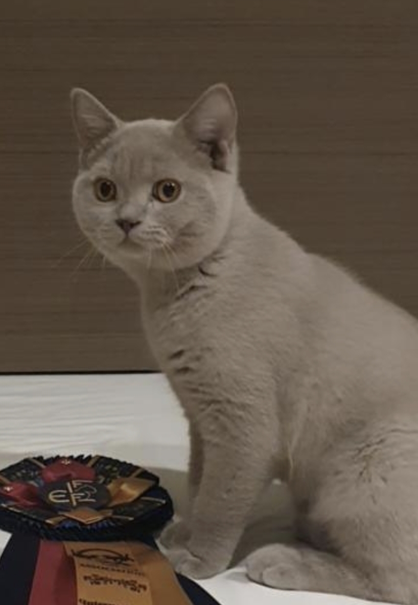 Love Tulips Brooklyn Lela