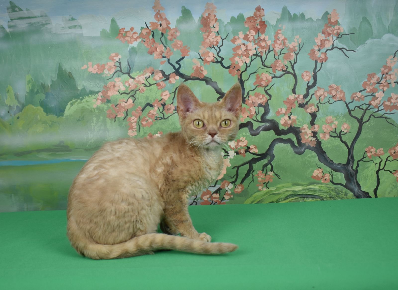 Bel WonderLand’s*BY Klare