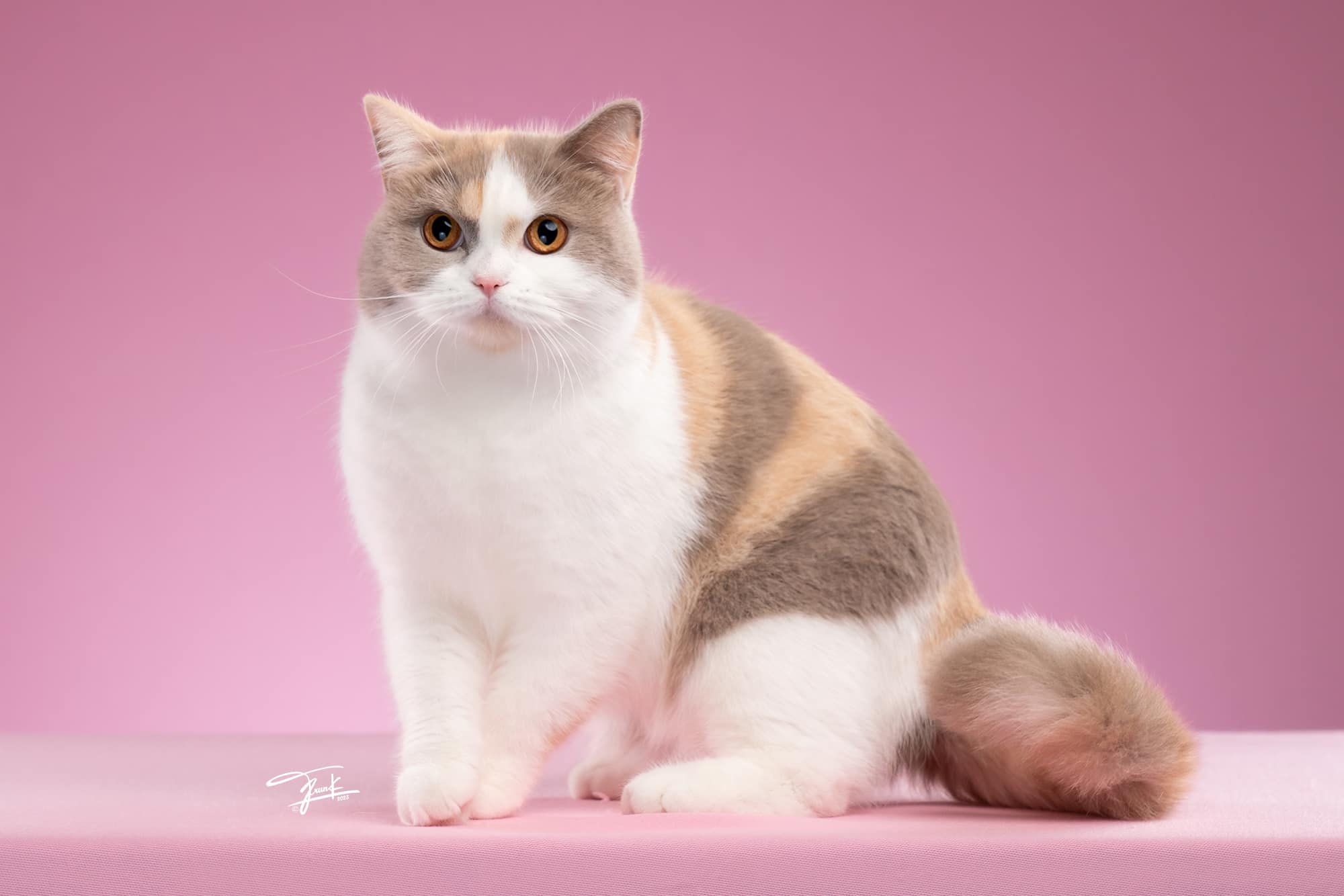 CH. E.Valen Alan @ Dolly