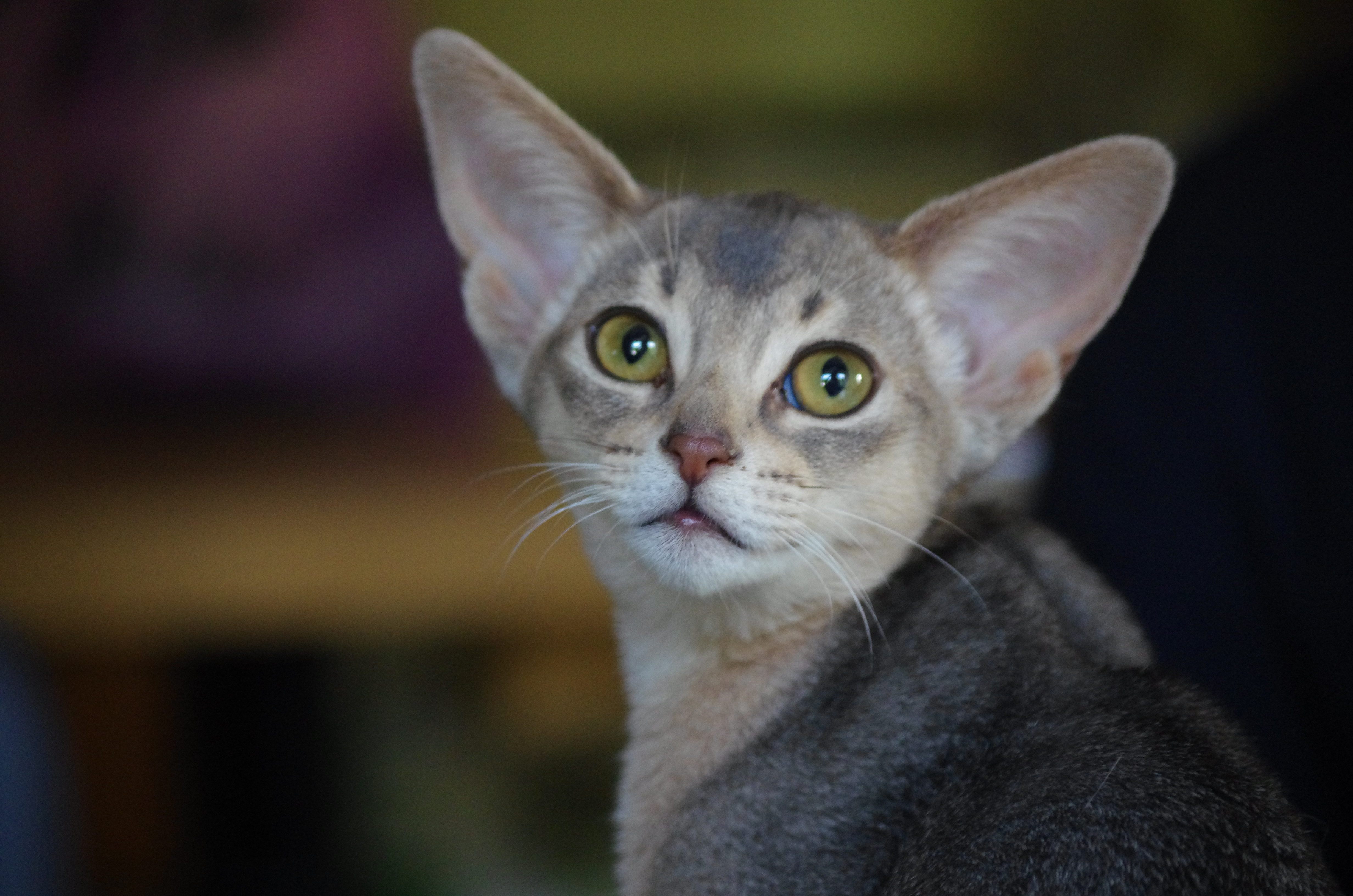 Mirrorofsoul Anfisa Chekhovna