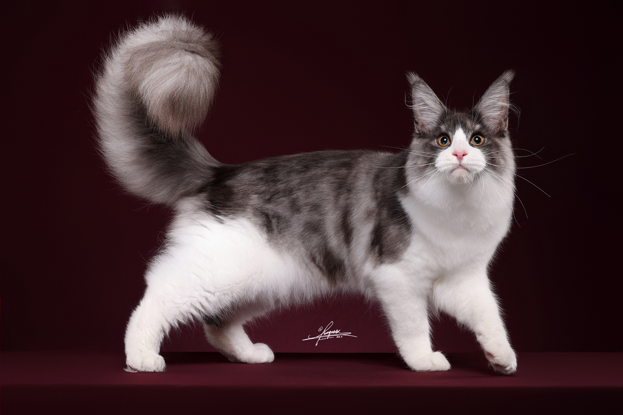 Fairy paw Balder of JQCOONS