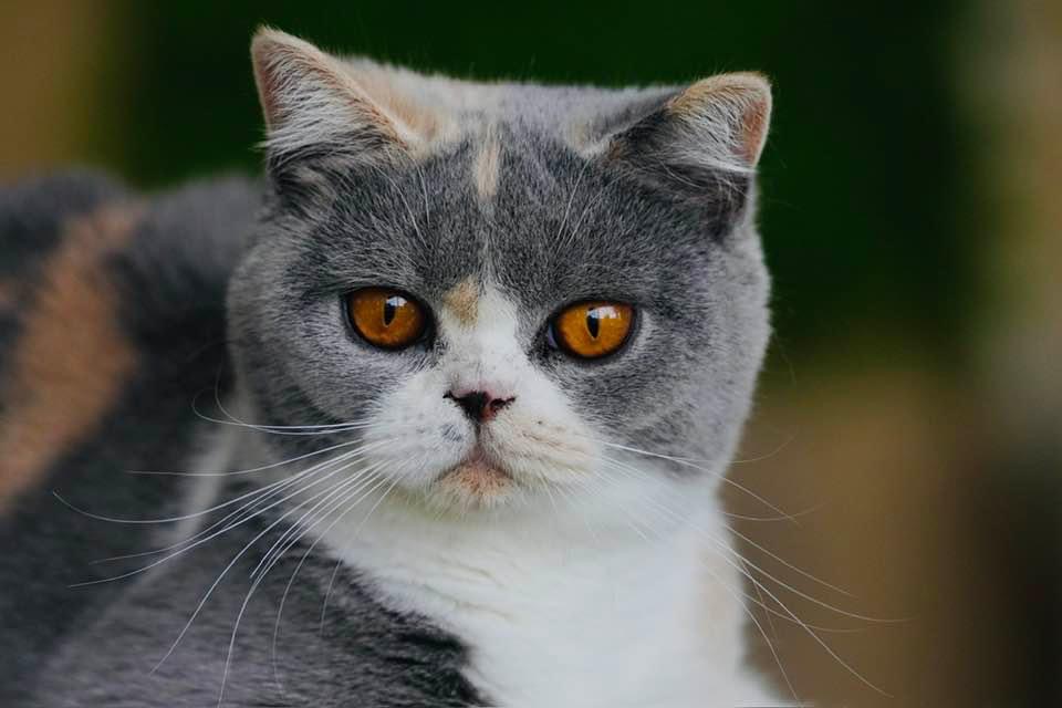 l'Ulyana Modus Vivendi