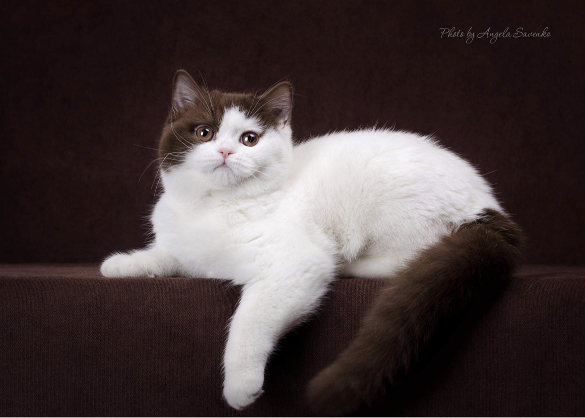 Hermes Sapphire Evă