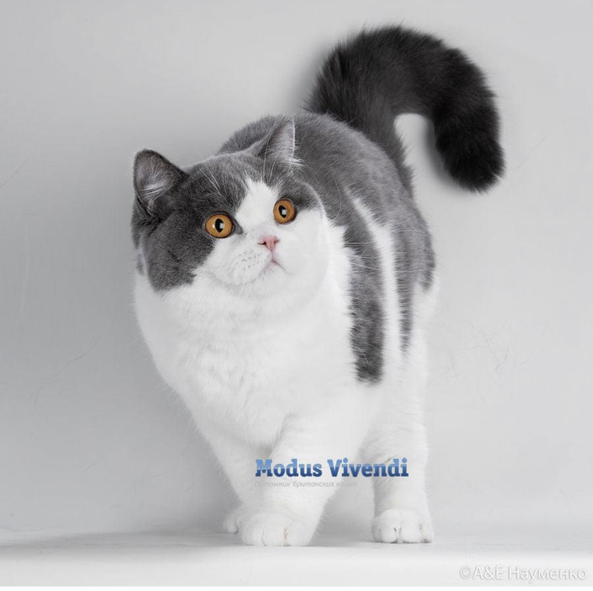 Sh*Jenny Jinx Modus Vivendi