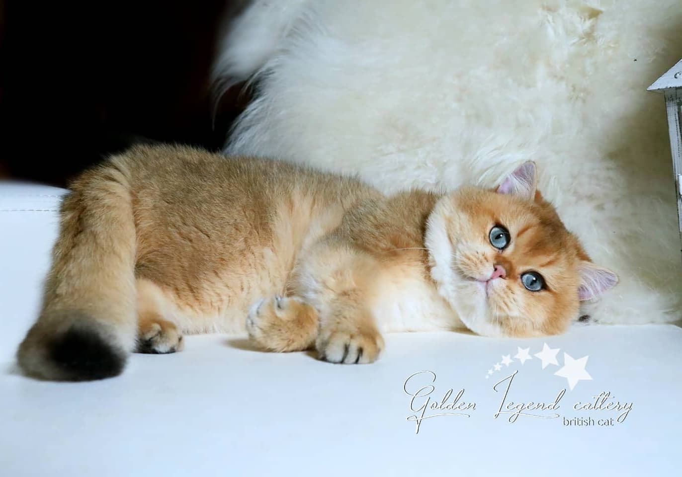 CH. Gummy Golden Legenda