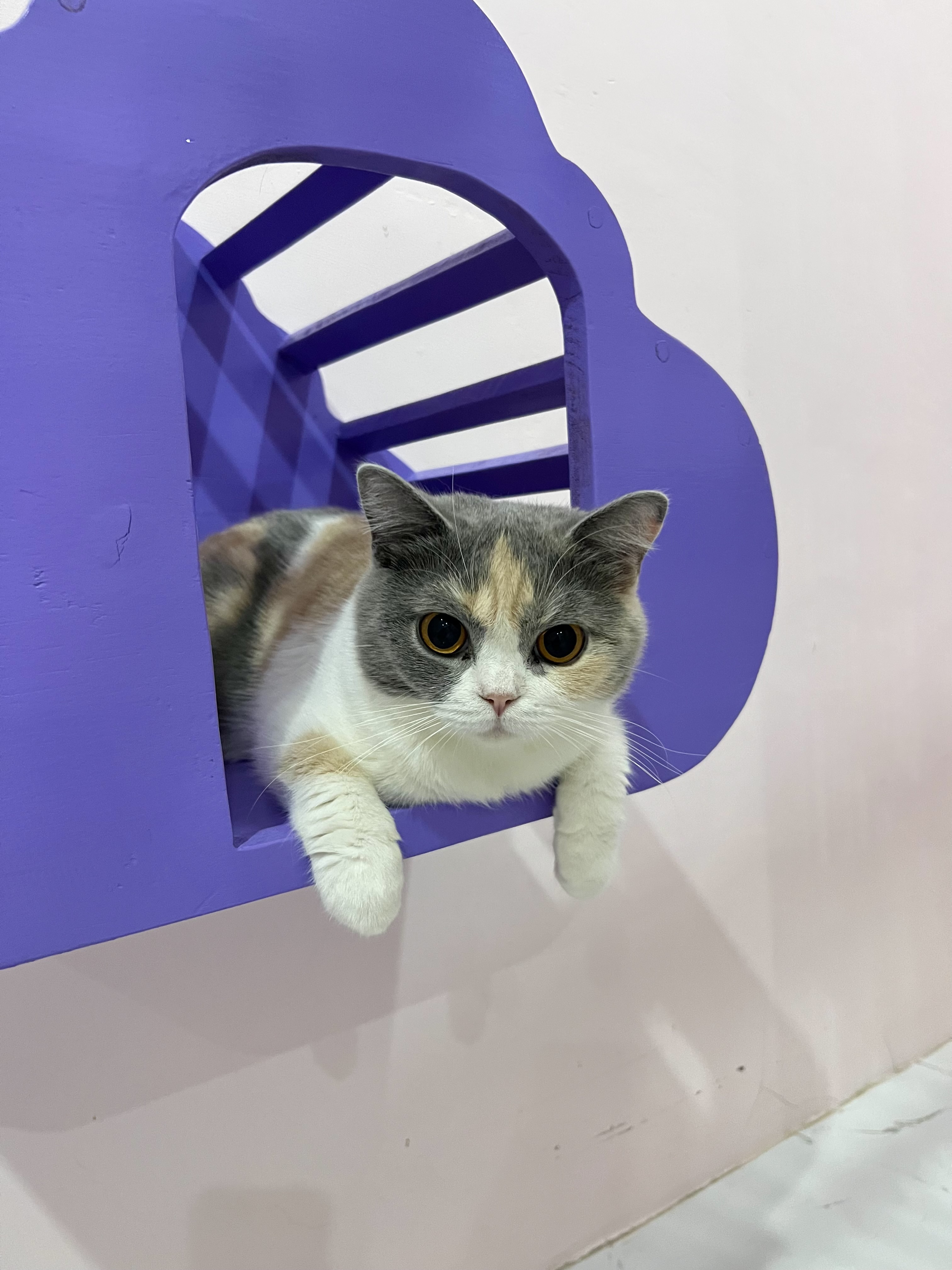 Ciel Sun Winter Poppy