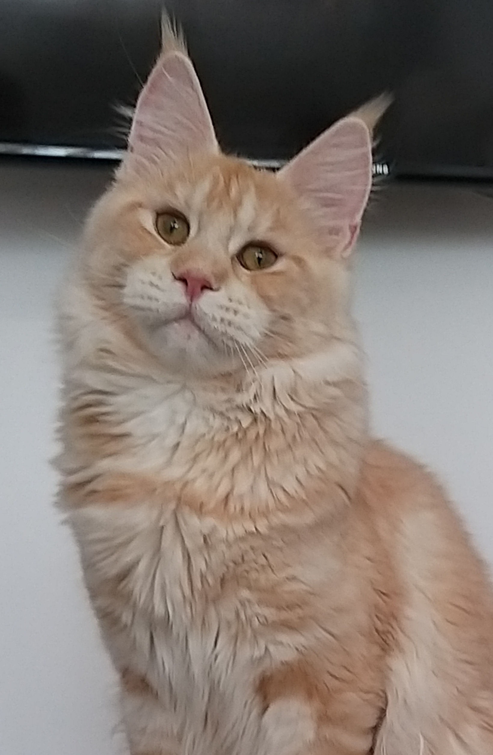 DANDELION KOH I NOOR DIAMONDS