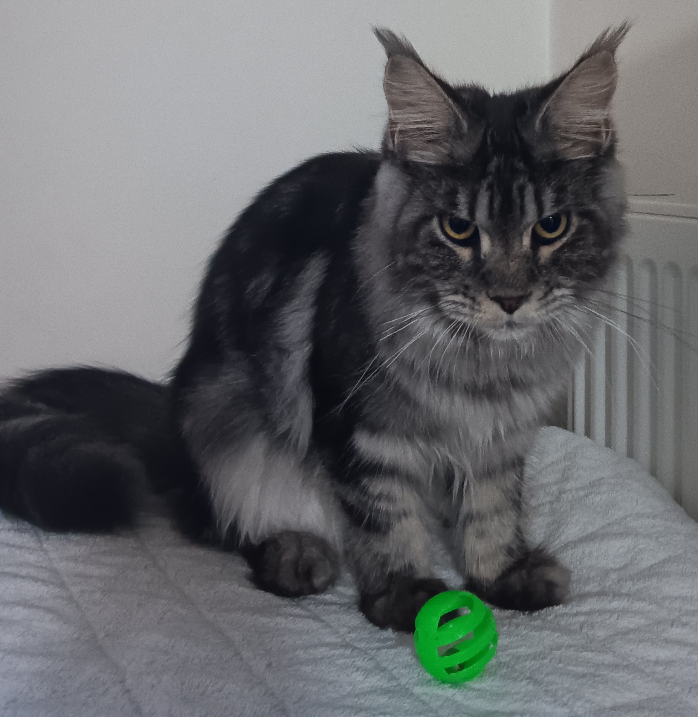 ICH. Cat's Coon Uriana