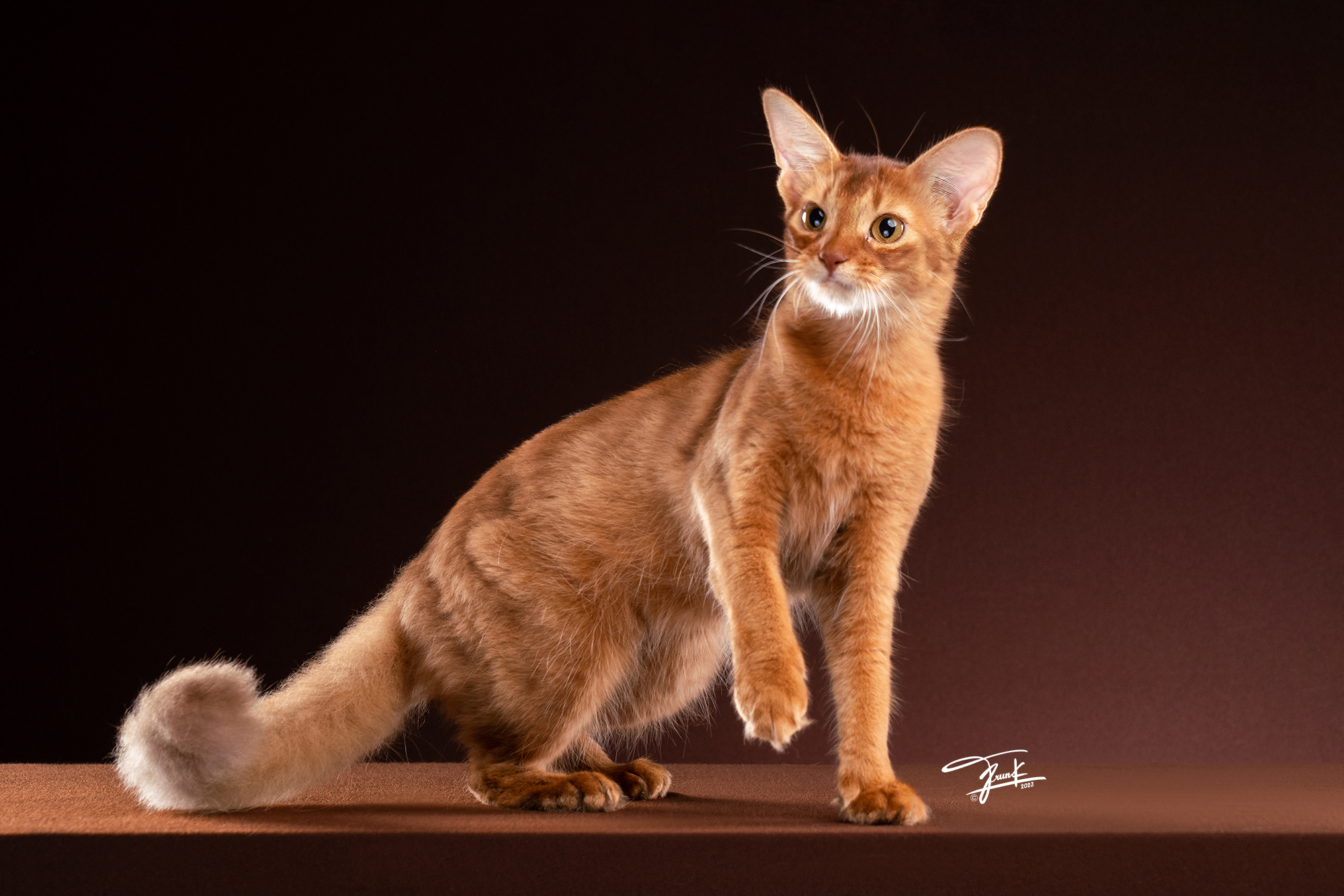 JCH. UA*Sharavi Viola