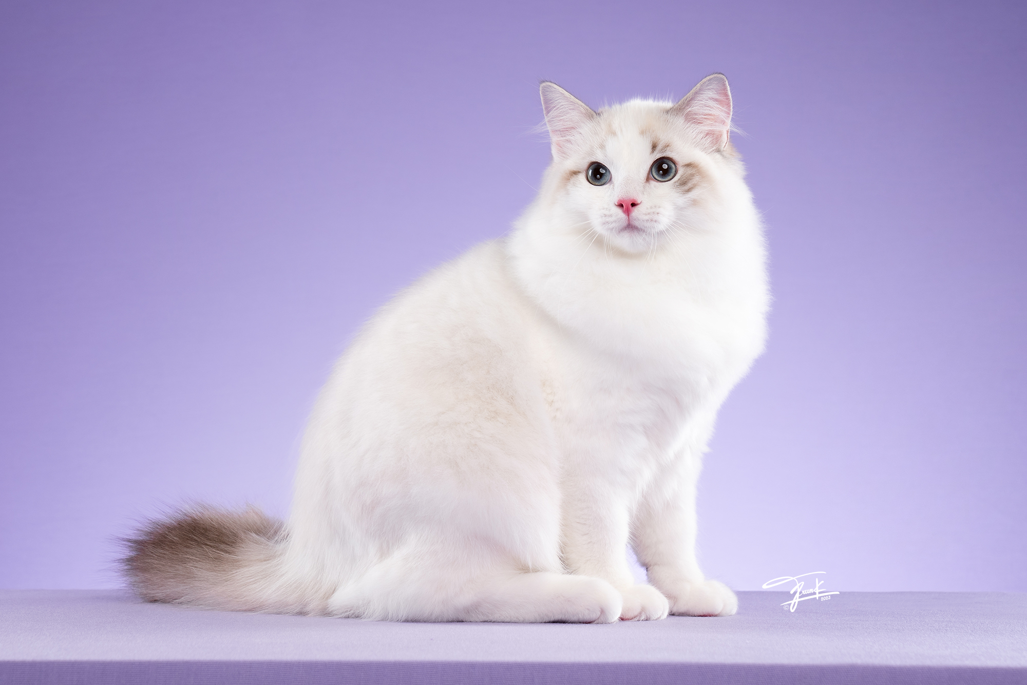 MiramirilynXClaire Albus Dumbledore