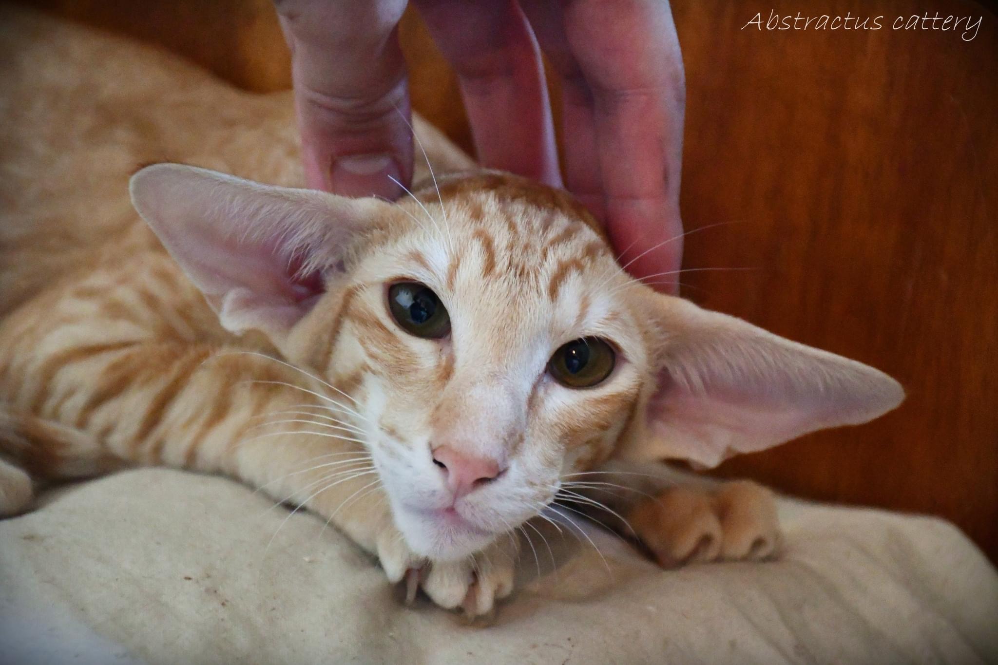 Apocalyptica Agent Red