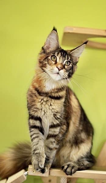 SI*Arctus Ginger Rogers