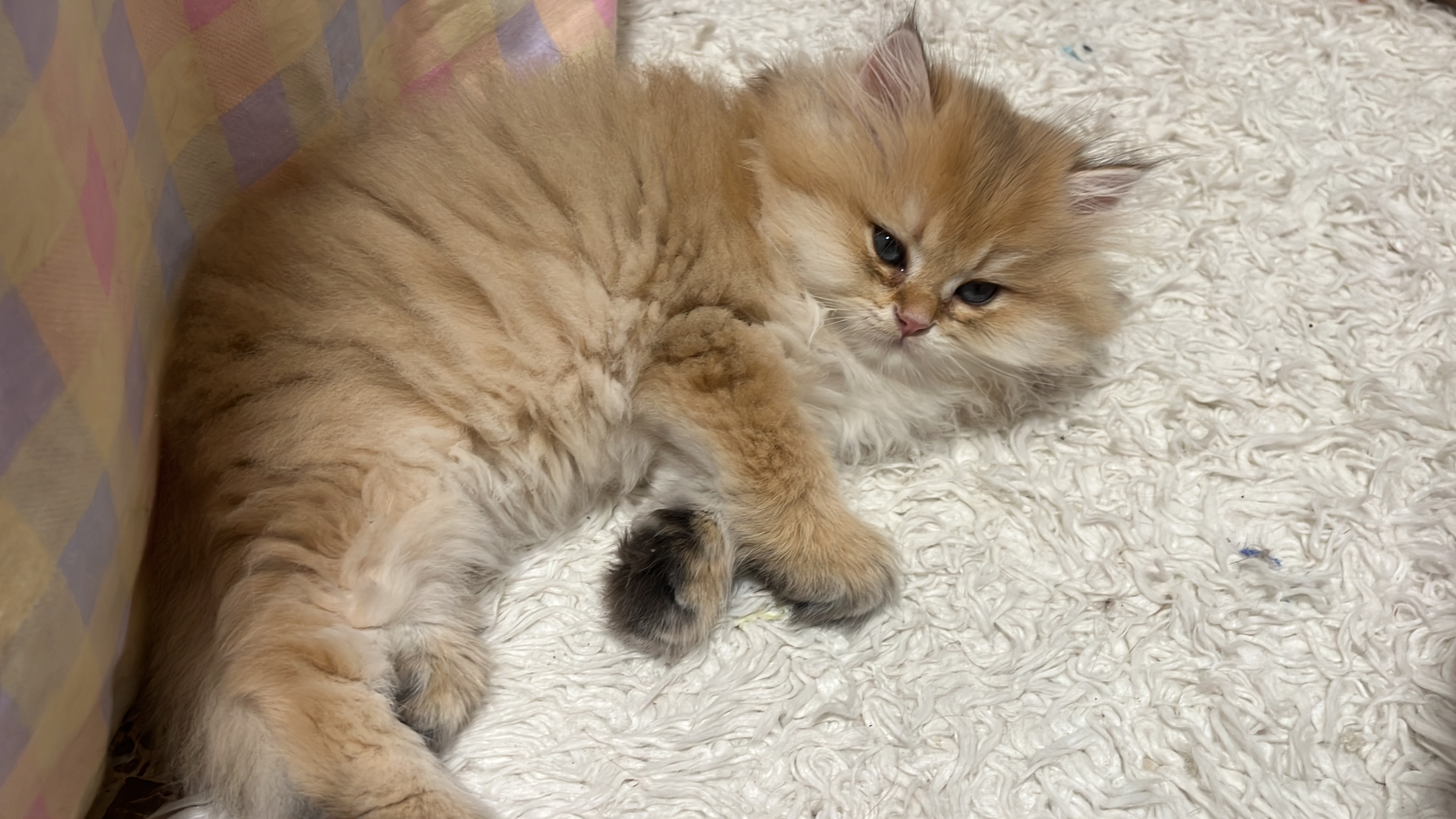 Benjamín Décimo Reino