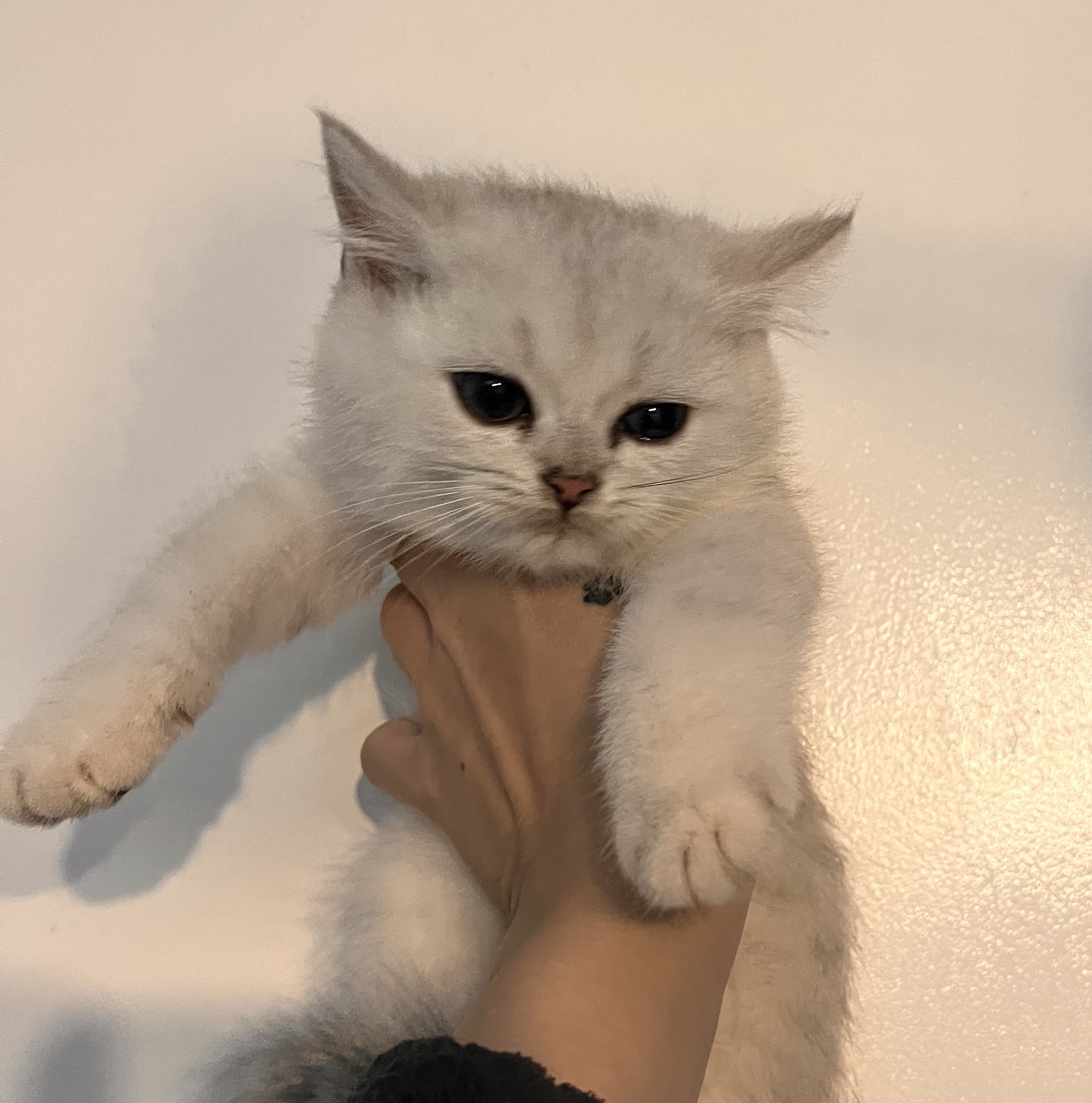 Archibald Décimo Reino