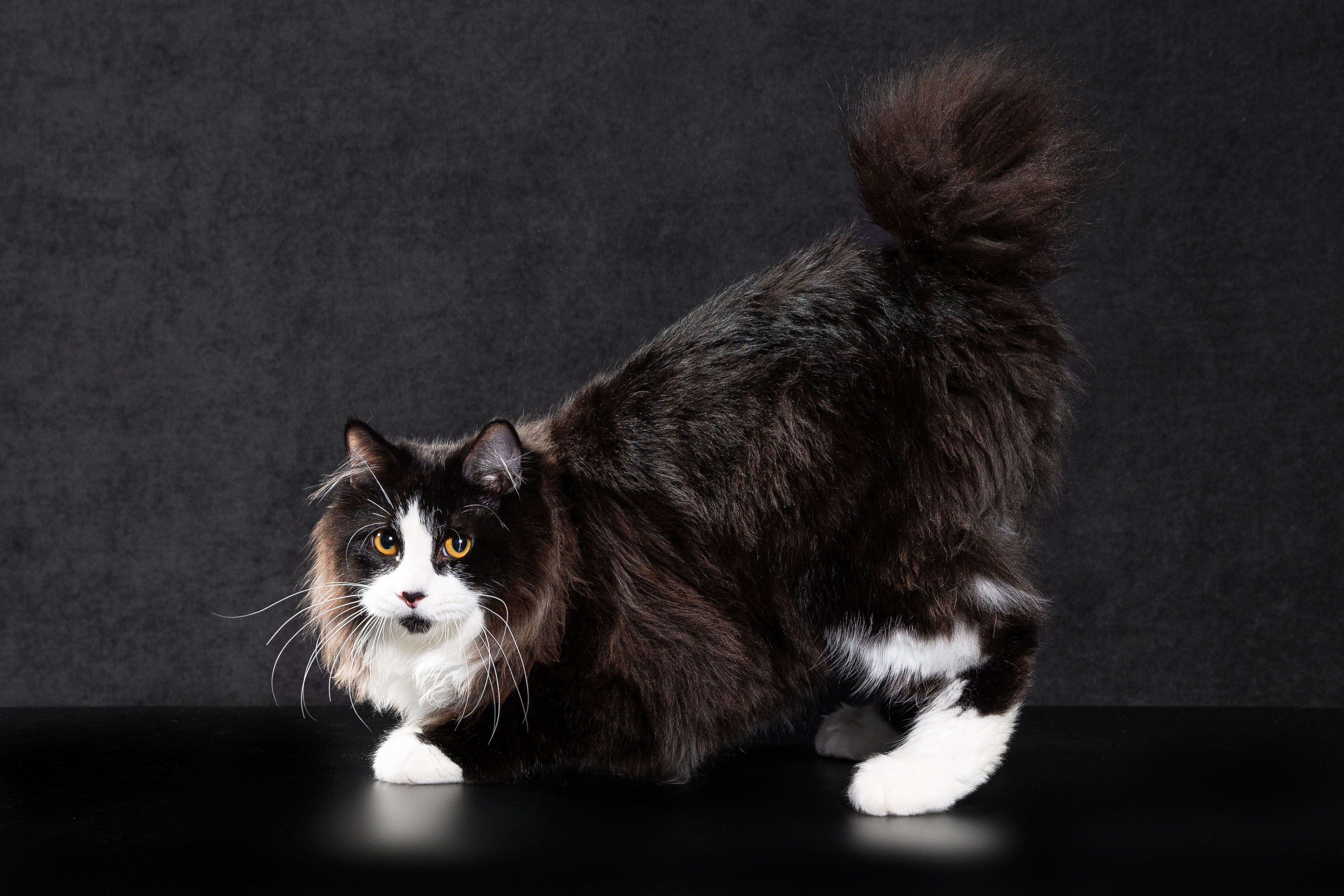 Grom iz Doma Solntsa